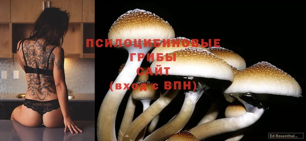 эйфоретик Аркадак